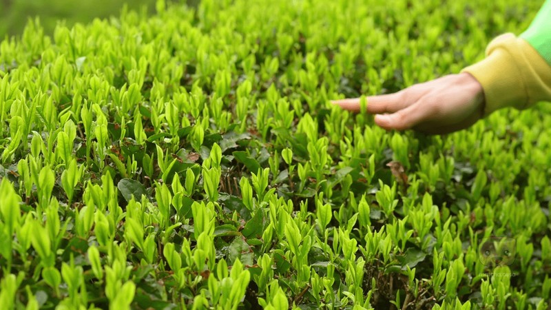 un champ de thé matcha caressé par une main